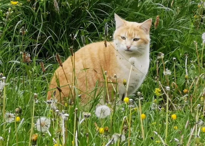 La Insolite Οργανωμένο κάμπινγκ Les Épesses